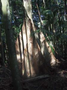 Ficus .jpg
